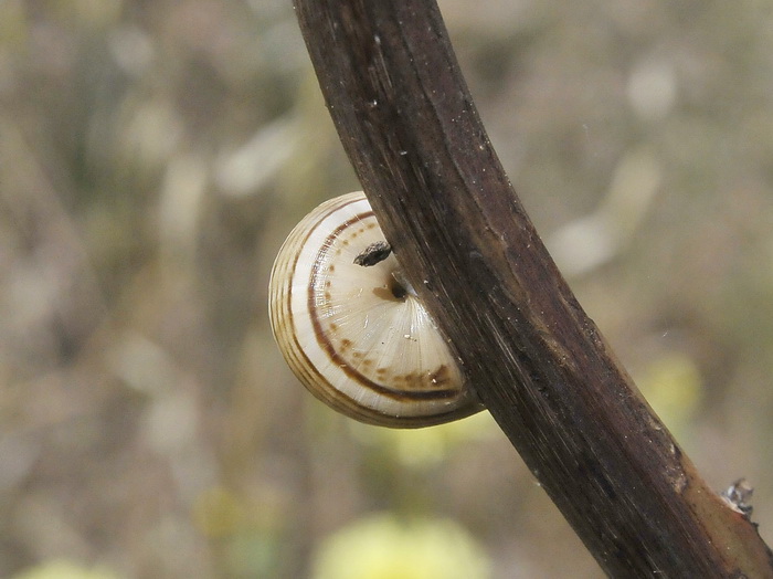 Theba pisana - Gasteropode corso